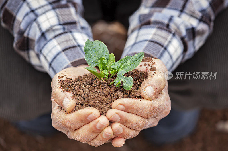 老男人手捧着新生长的植物