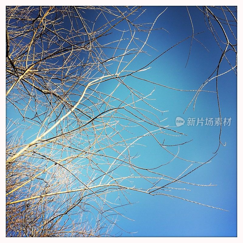 树枝映衬着湛蓝的天空