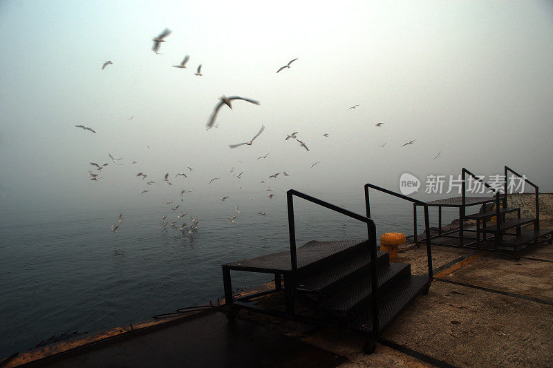 海雾和海鸥