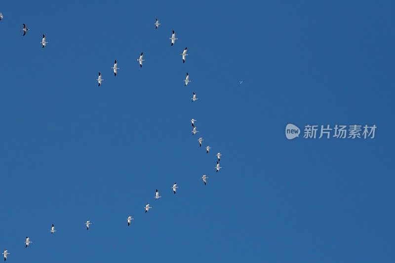 雪雁在冬季迁徙时排成队形飞行