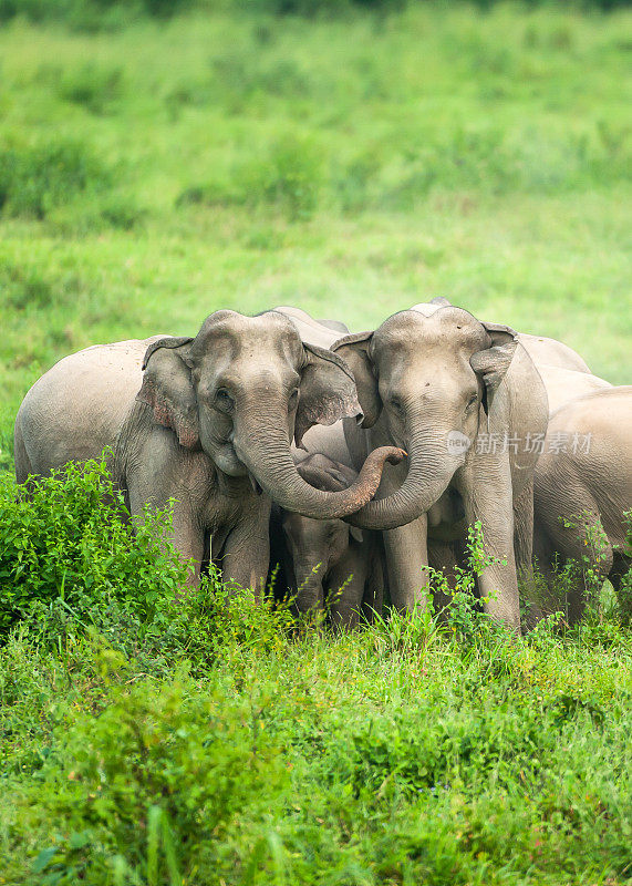 平原上，一群亚洲象正在保护新生的小象。