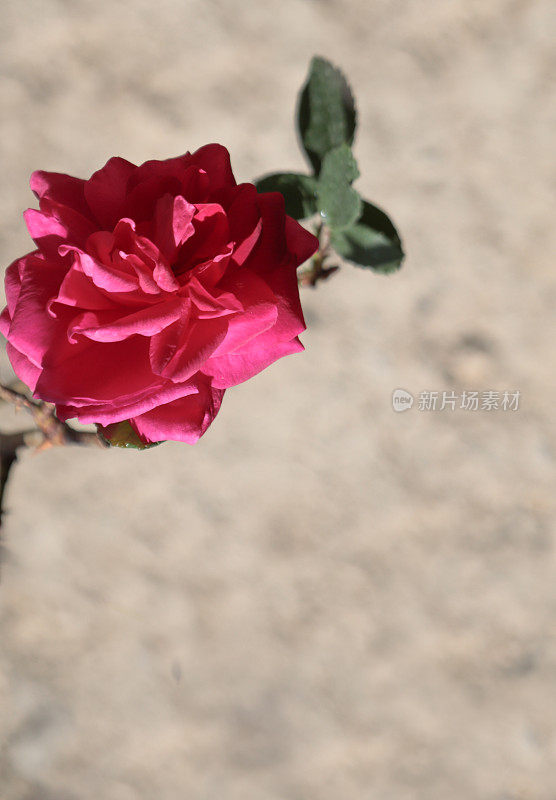 阿曼的野大马士革玫瑰