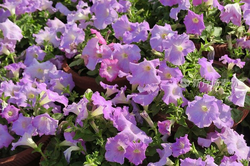 图像为淡紫色的矮牵牛花，夏季的一年生花坛