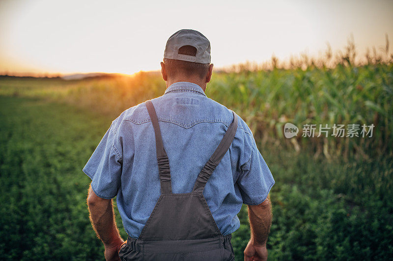 一个农民站在田野里望着远方