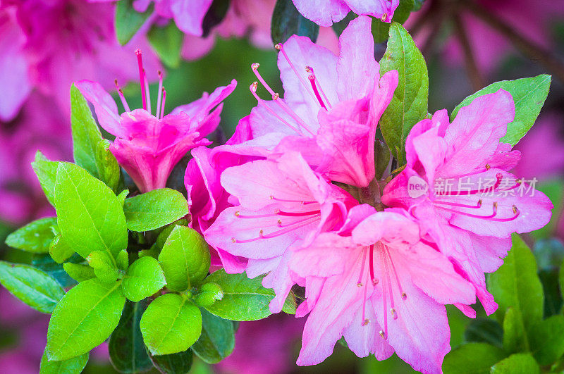 粉色春季杜鹃花