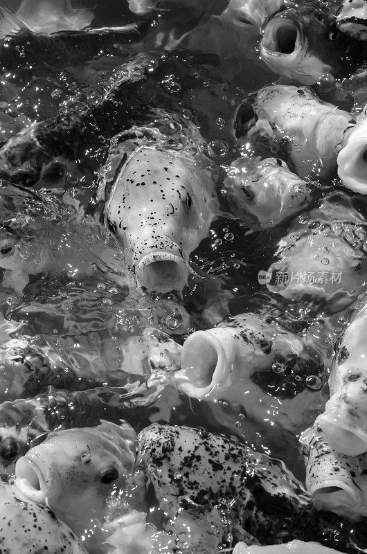 鲤鱼在传统的日本锦鲤池塘游泳在里海，犹他州