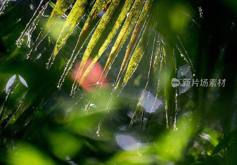 抽象照片雨林