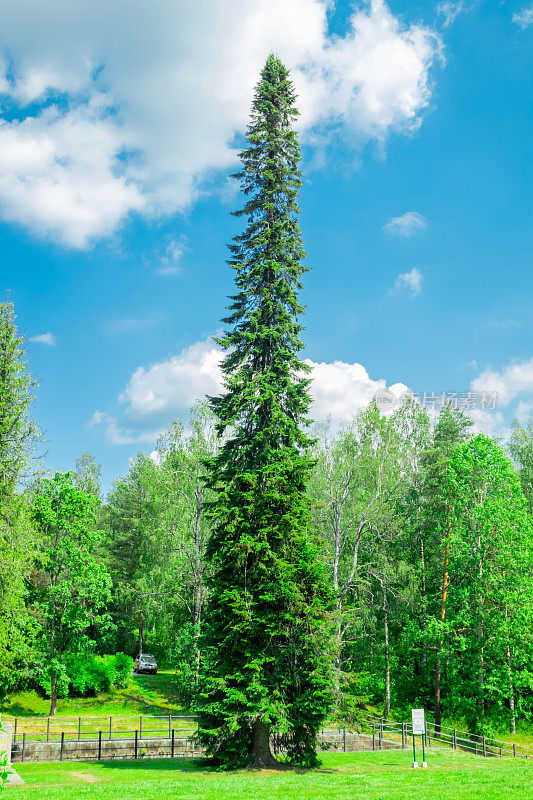 芬兰拉彭兰塔Saimaa运河公园里高大的叉形云杉