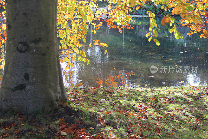 金色的欧洲山毛榉树干秋天的叶子(山毛榉林草)反映在大花园鱼塘湖在清晨的阳光照射每一片叶子的颜色，秋天的山毛榉树反射水面由草坪草