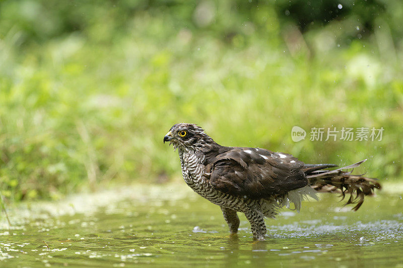 雀鹰清洗(鹰隼)