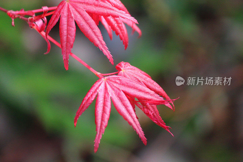 紫红色的日本枫树盆景树与春天的叶子背光(掌槭deshojo)，槭树的叶子在清晨的阳光雨后发光与新芽和展开的叶子，盆景树的叶子在太阳生长在东方的日本花园