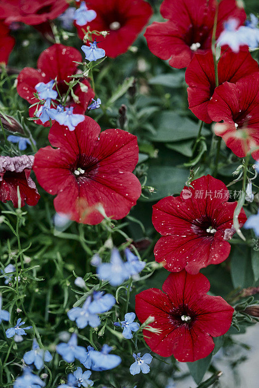 有花粉和蓝色半边莲花的红色矮牵牛花