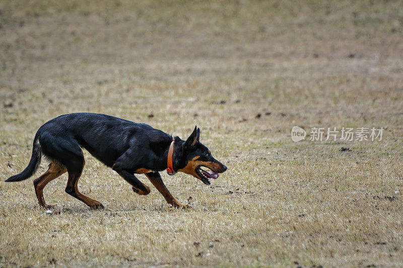 澳洲牧牛犬