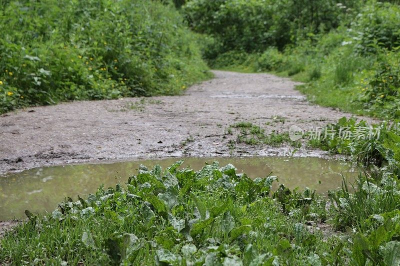 在阳光下泥泞的英国乡村小路林地隧道的图像，树木创造的阴影水坑泥径，杂草，野生大蒜花，梧桐(槭)，榛(榛属)，山毛榉(山毛榉)，蕨类植物