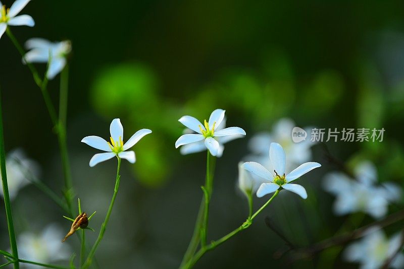 大型刺叶玫瑰龙胆在晨光下开花