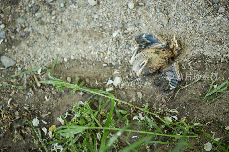 那只死鸟躺在地上