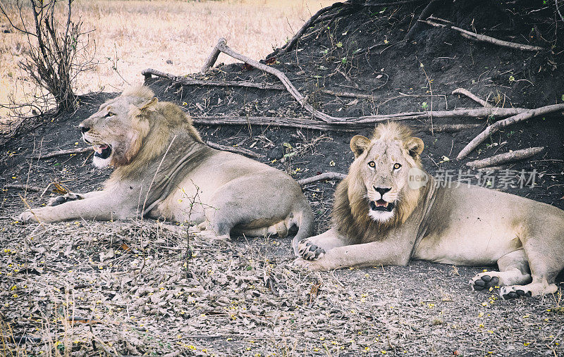 马拉维利翁代国家公园的两头狮子