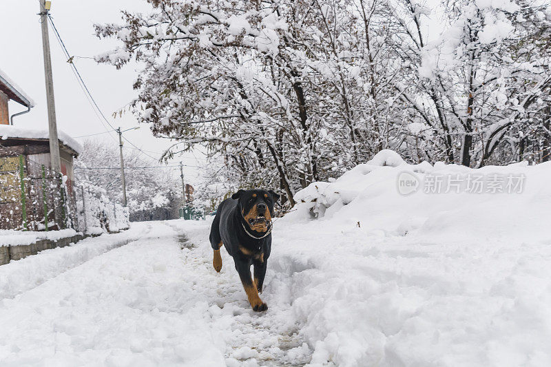 村子里的狗在雪地里玩耍