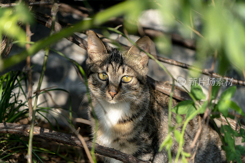 剪花猫在花园里