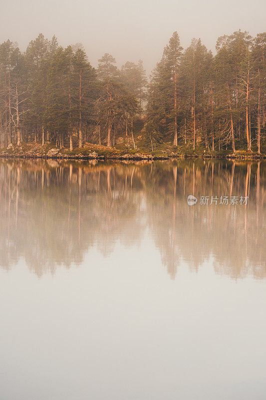 森林里夕阳西下，湖泊在林中，雾气蒙蒙
