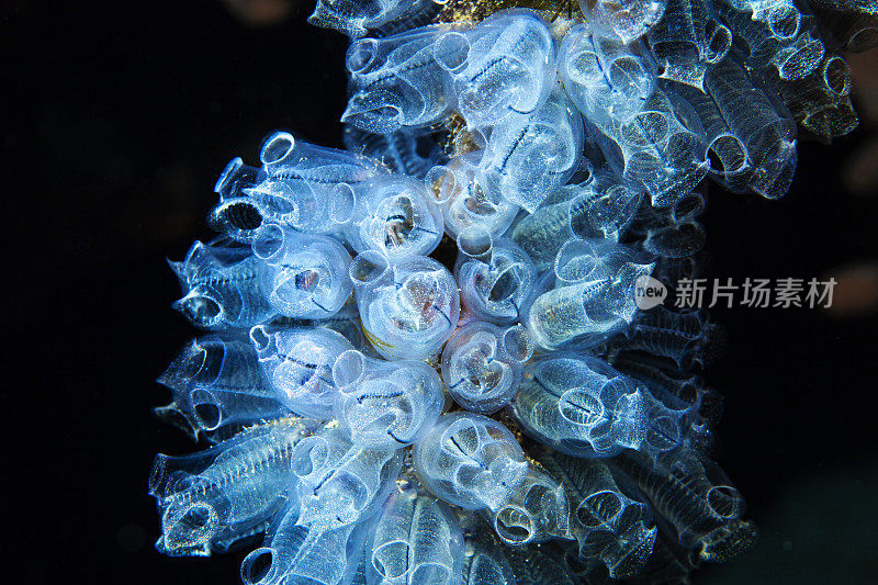水下海洋生物水晶海鞘水肺潜水员的观点，鳞状海鞘，灯泡海鞘，是一种殖民海鞘。