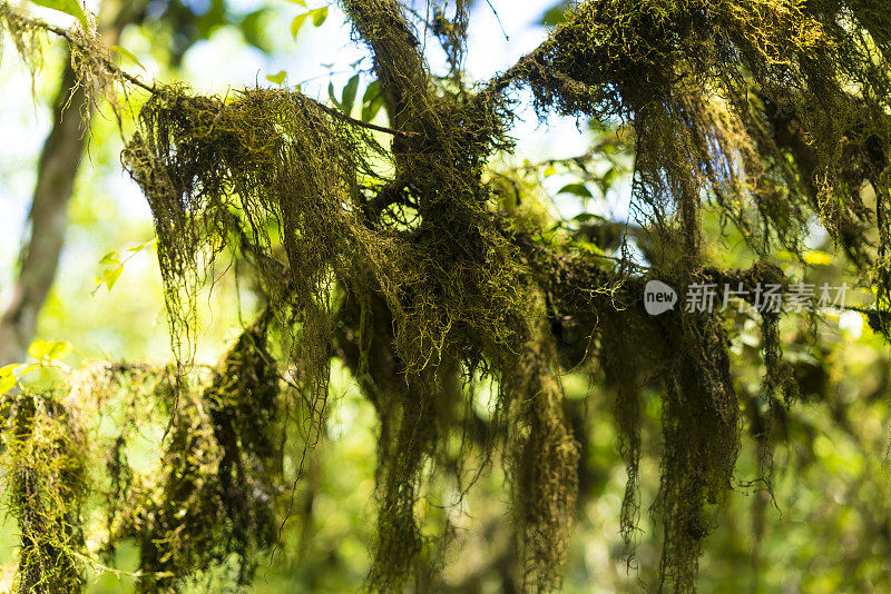 加拉帕戈斯群岛圣克鲁斯岛高地郁郁葱葱的常绿森林植被。