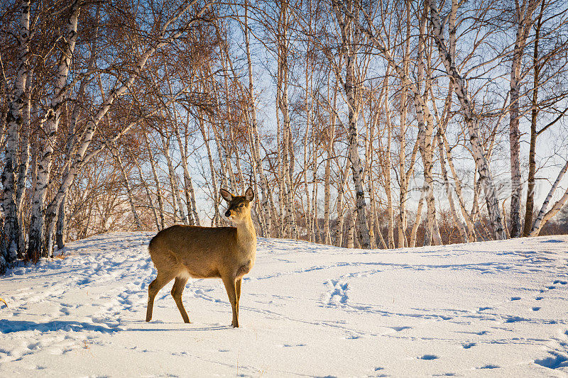 一个美丽的鹿在新落下的雪的特写