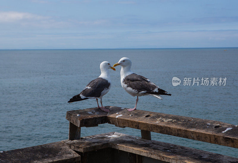 两只海鸥在海边的码头上