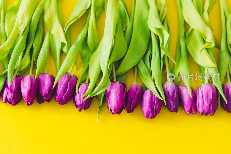 黄色背景上的一束紫色郁金香。-平lay风格，妇女节，母亲节，情人节