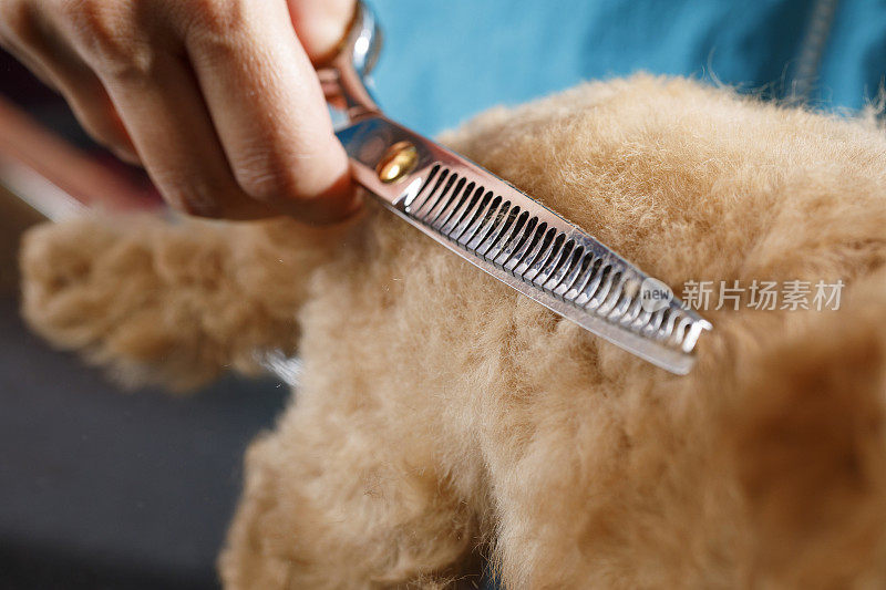 狗美容师在专门的沙龙照顾棕色玩具狮子狗。女专业人士用剪刀梳理理发，在桌子上做发型周围的剪毛在宠物沙龙