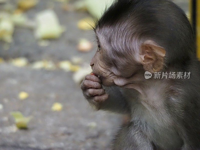 野生猕猴宝宝猴子吃