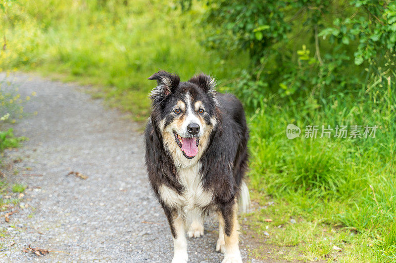 边境牧羊犬在乡间小路上