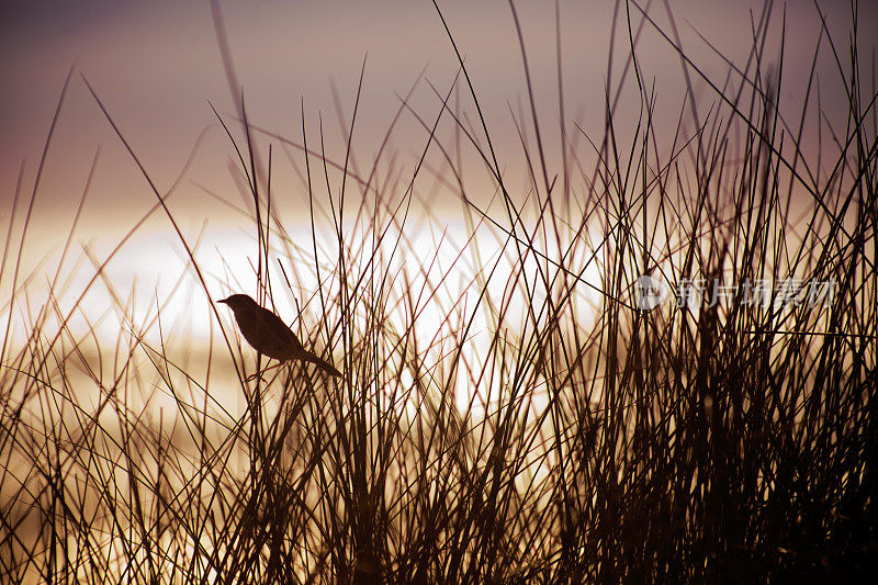 小鸟歌唱，沙滩，海景和夕阳的背景。