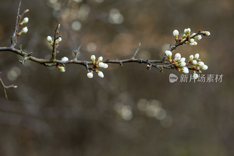 黑刺李花开白色的花