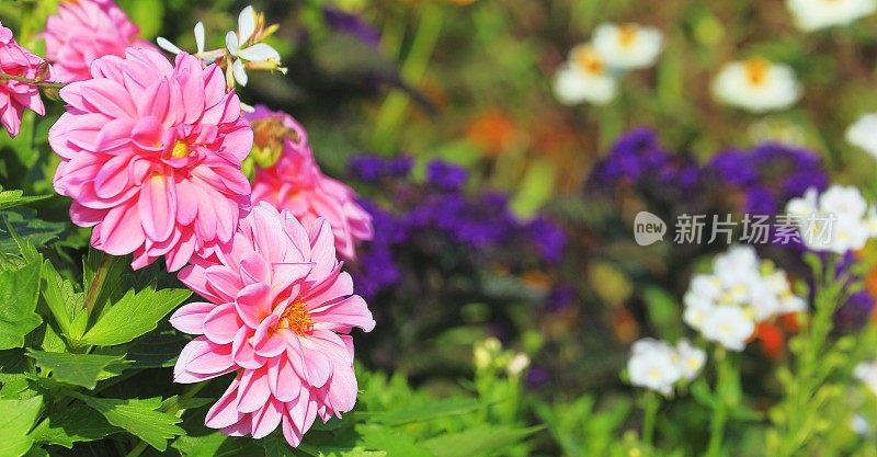 五彩缤纷的花卉自然图案——花坛花园休闲景观