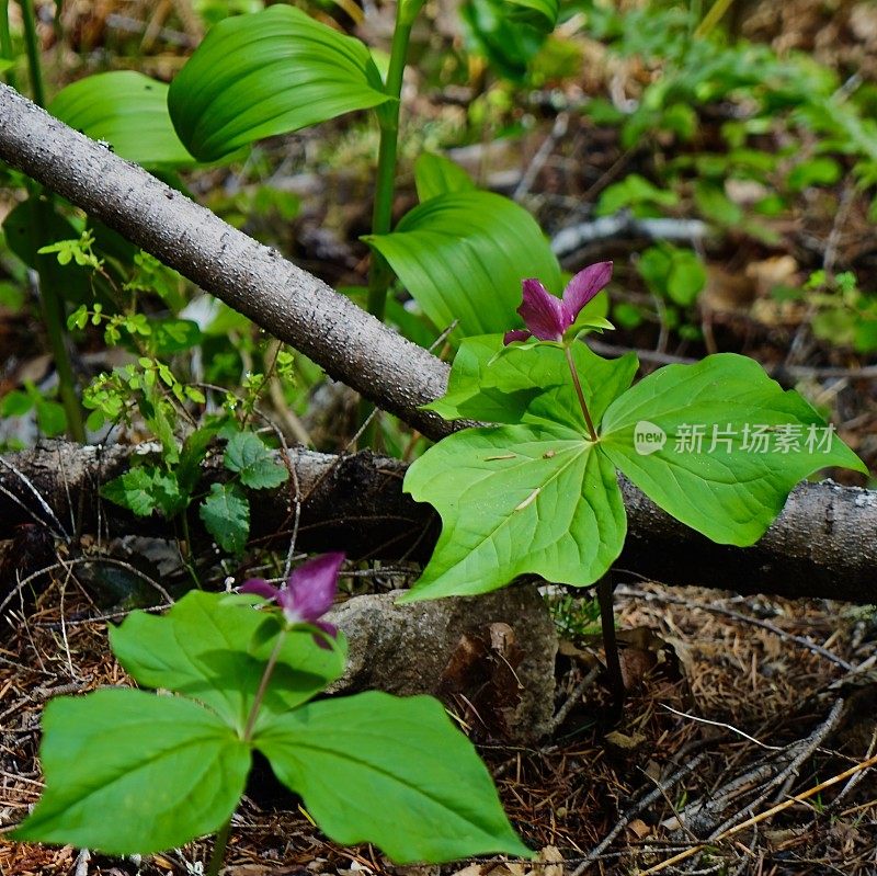 俄勒冈州紫色延龄草