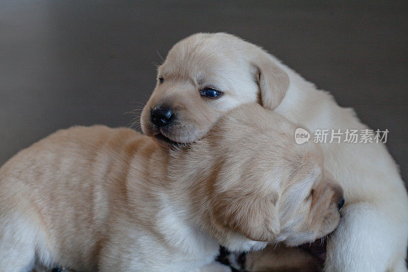 一群小狗拉布拉多猎犬