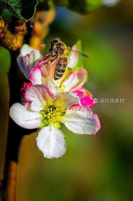 花上的蜜蜂