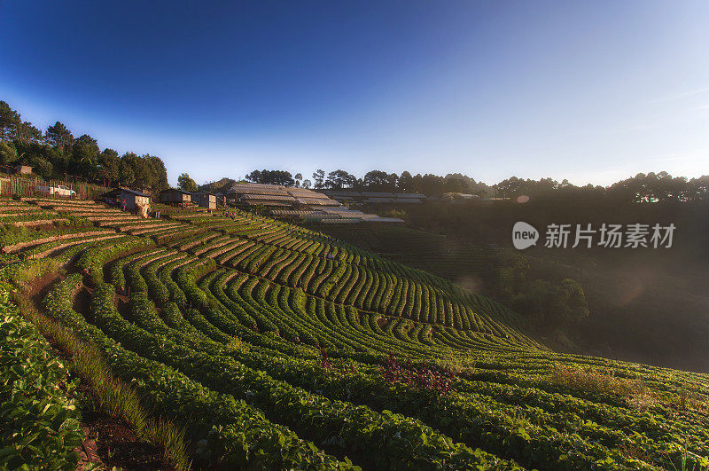 早上在泰国清迈山上的草莓种植园。