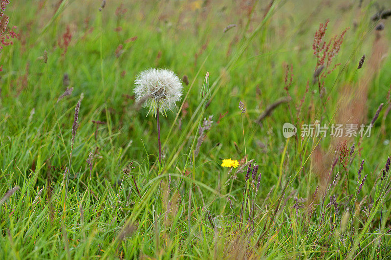 蒲公英种子豆荚和毛茛草，多塞特Ridgeway，侏罗纪海岸，多塞特，英国