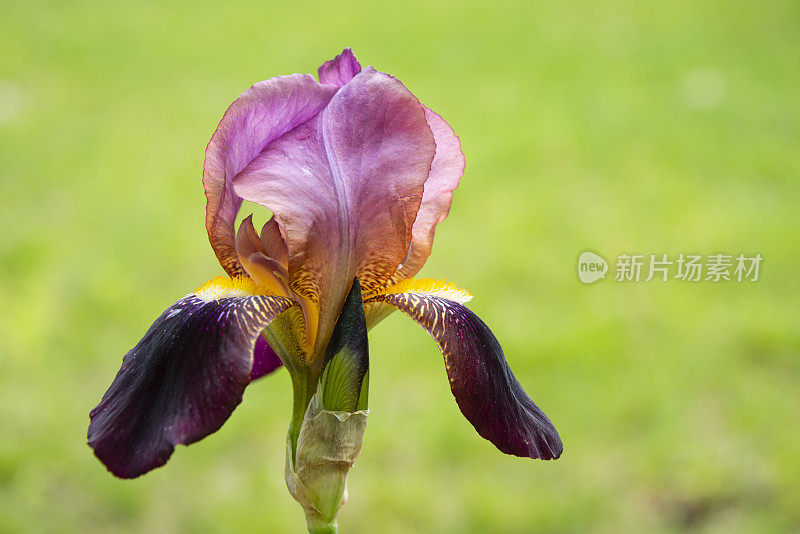 花园里的有髯鸢尾