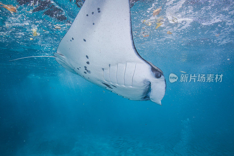 蝠鲼漂浮在水下