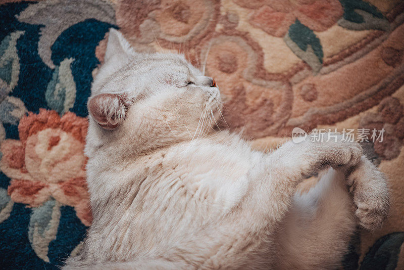 懒惰的英国短毛猫在地毯上睡觉