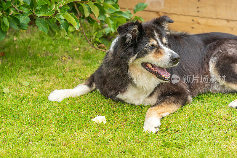 边境牧羊犬躺在草地上啃骨头