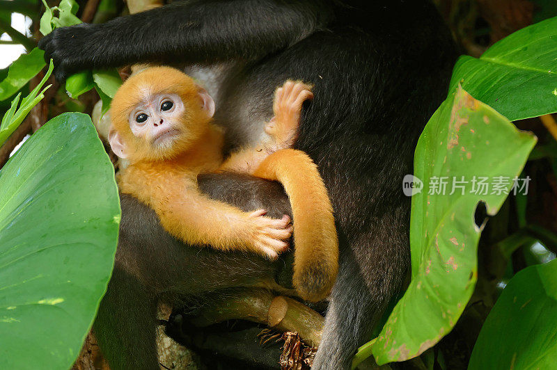 雄性暗叶猴宝宝