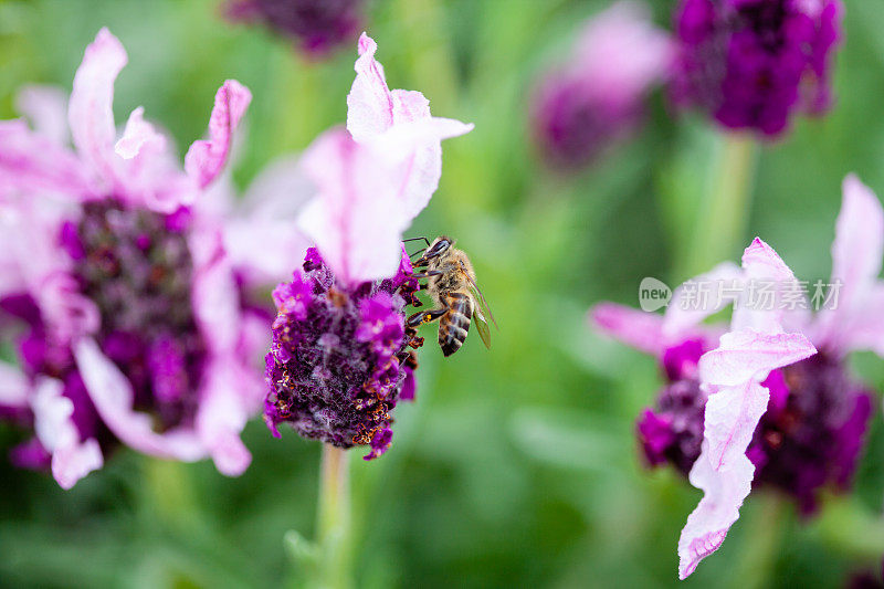 蜜蜂从薰衣草中采集花蜜和花粉