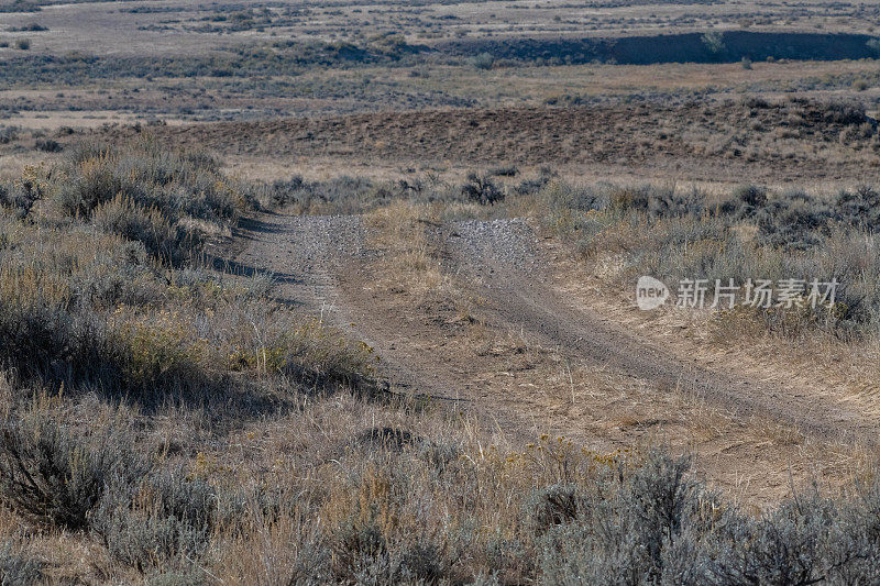 黎明时分，麦卡洛的泥土路在怀俄明的野马荒野地区达到顶峰