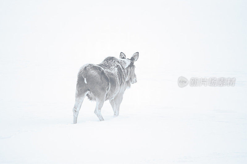 在令人眩目的暴风雪中，驼鹿在草原上行走。