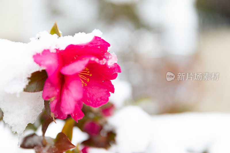 山茶花被雪覆盖