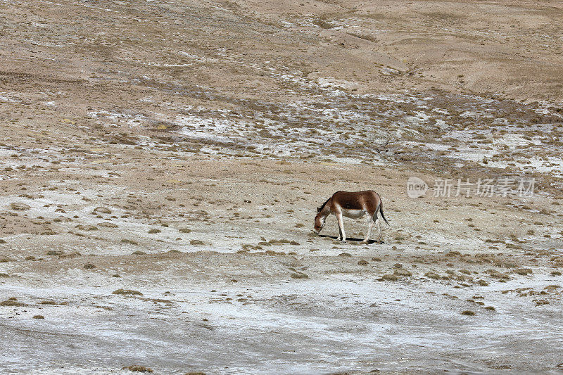 西藏草原上的一头西藏野驴